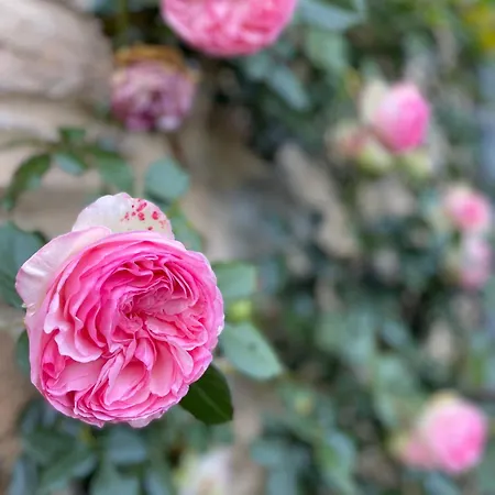 Domaine De Linars ☆ L'etage Du Chateau ☆ * Le Truel