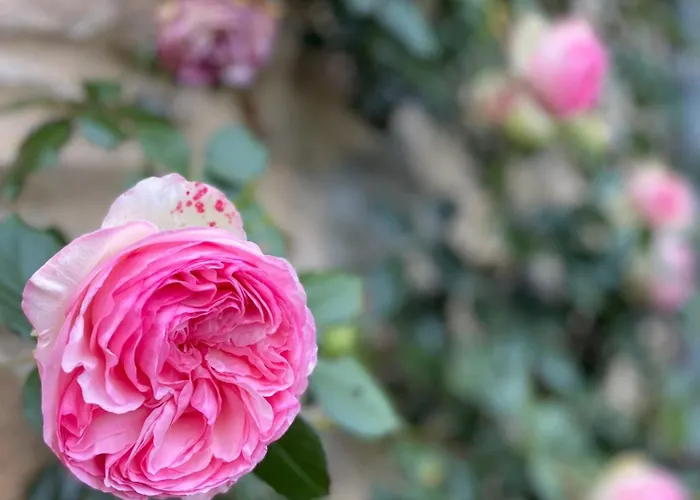 Domaine De Linars ☆ L'étage Du Château ☆ * Le Truel