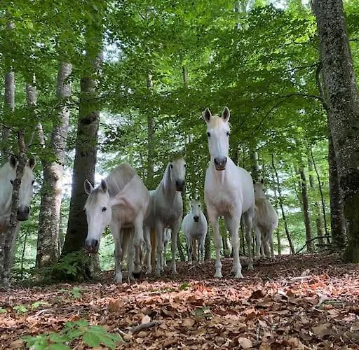Appartamento Domaine De Linars ☆ L'étage Du Château ☆ *
